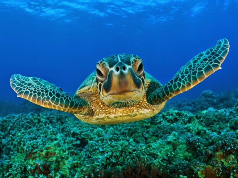 ACTION PLAN FOR THE CONSERVATION OF THE HAWKSBILL TURTLE ON THE COLOMBIAN ATLANTIC COAST