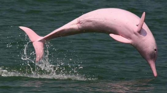 ECOTOURISM PLAN FOR WATCHING PINK DOLPHINS IN THE COLOMBIAN AMAZON BASIN