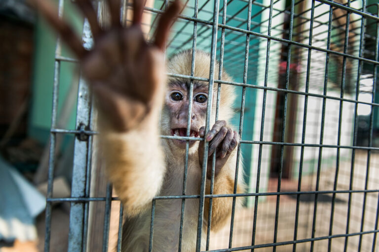 DIAGNOSIS OF ILLEGAL TRAFFICKING OF SPECIES IN THE COLOMBIAN ANDEAN MOUNTAIN 2020-2030