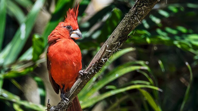 ORNITHOLOGICAL TOURISM ETHNOPROGRAM IN THE COLOMBIAN ANDEAN MOUNTAINS